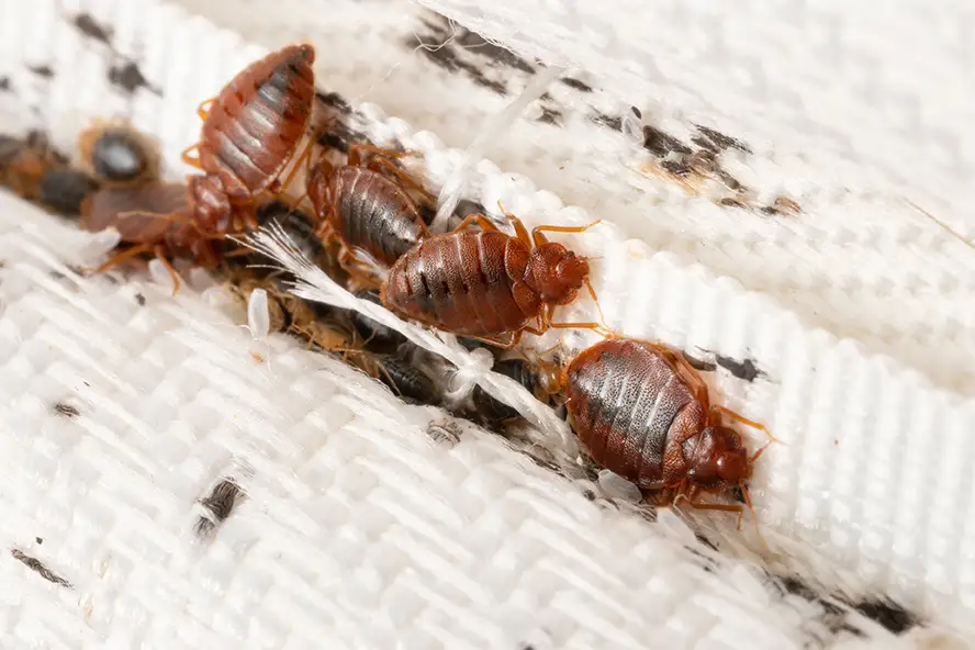 Bed Bugs in Mattress Seam