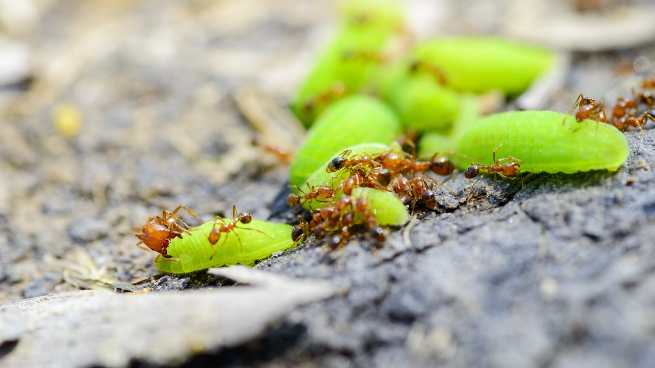 Fire Ants Attacking Green Worms