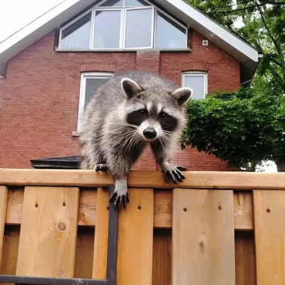 raccoon on a fence in front of brick home