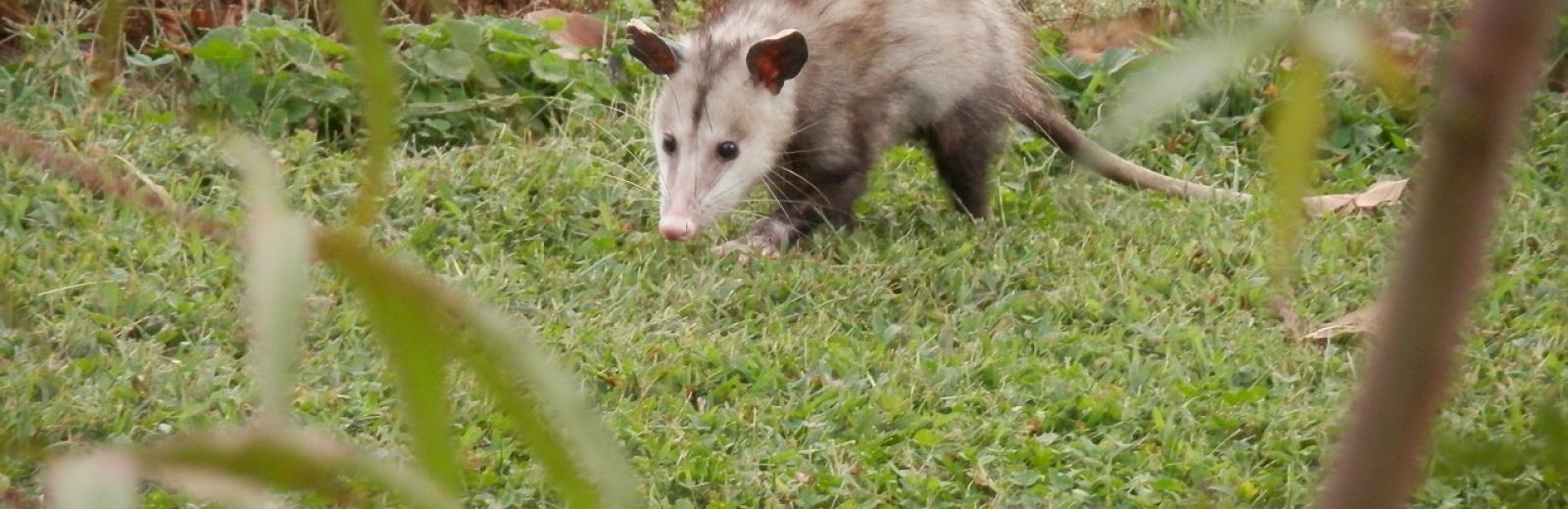 opossum walking in a yard