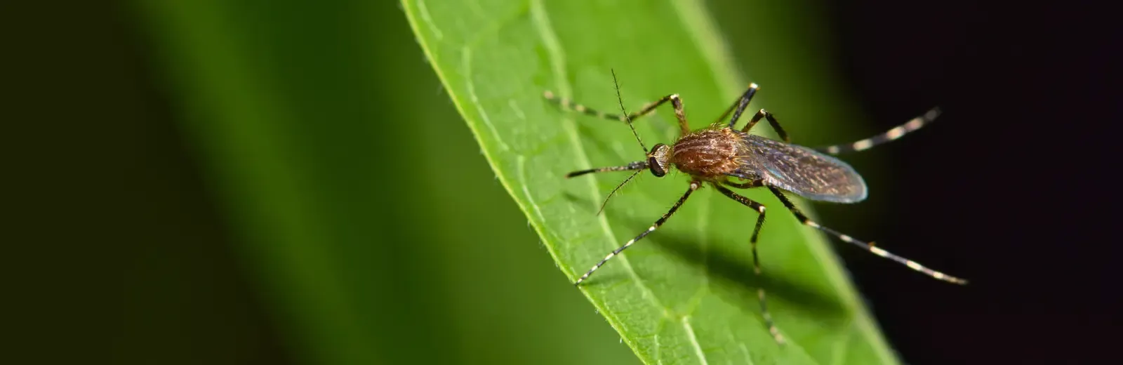 mosquito on grass