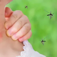 mosquitoes biting a woman's neck