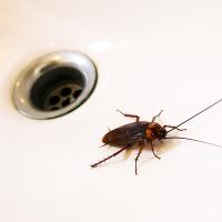 cockroach in the sink