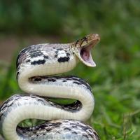 snake opening mouth