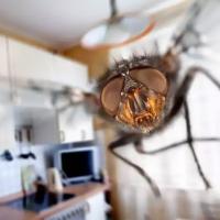 fly flying in kitchen