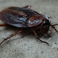 close up image of cockroach