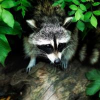 Raccoon Sitting In Tree