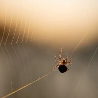 Small Spider in Big Spiderweb