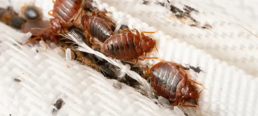 bed bugs along a mattress seam