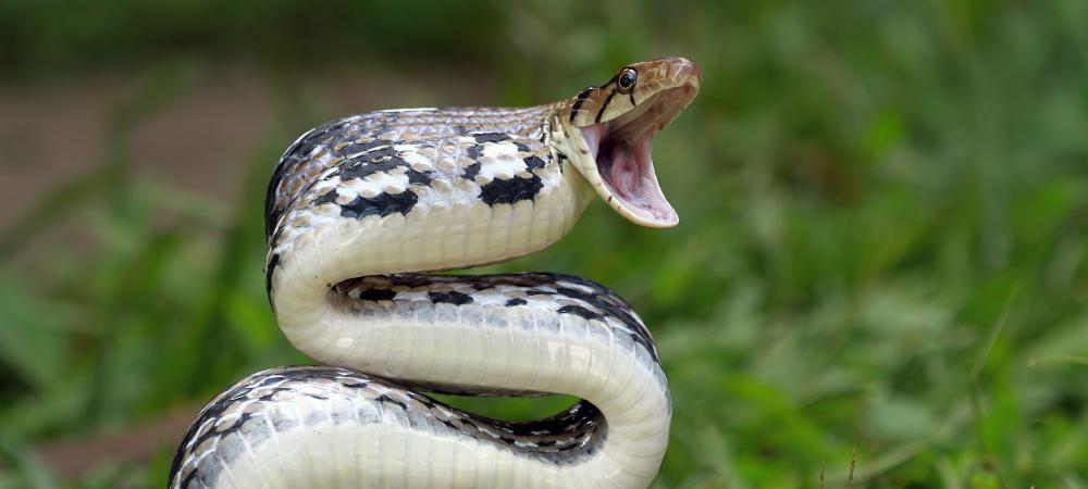 snake opening mouth