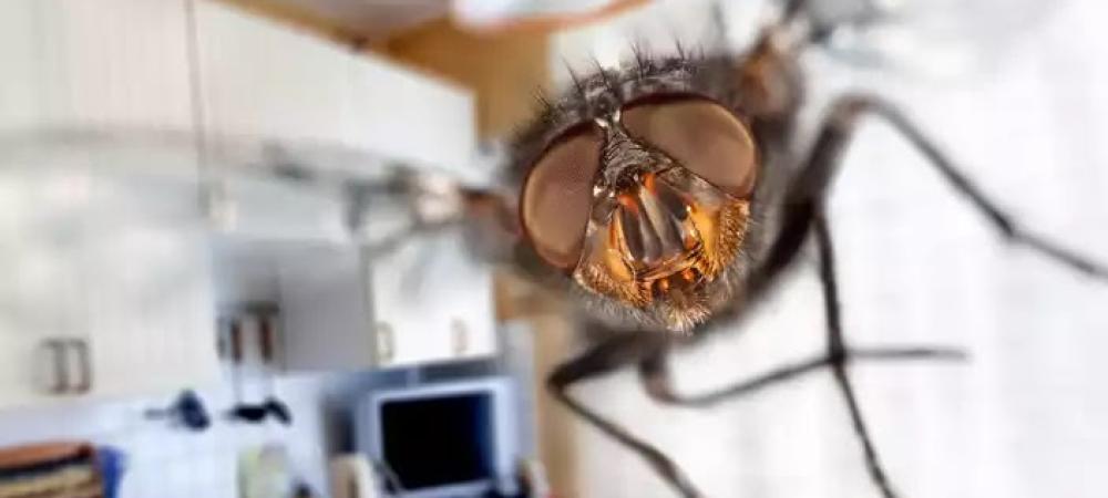 fly flying in kitchen
