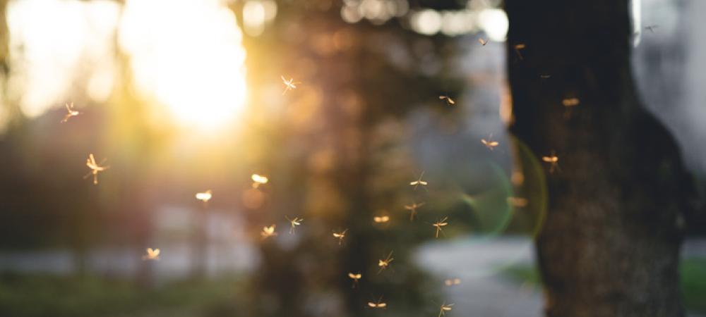 mosquitoes flying around