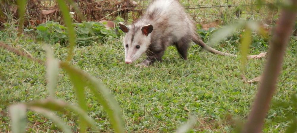 opossum walking in a yard