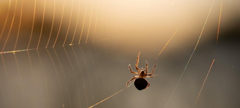 Small Spider in Big Spiderweb