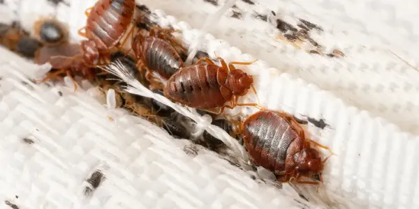 bed bugs along a mattress seam