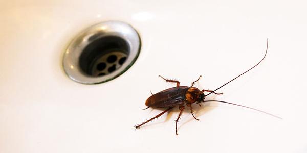 cockroach in the sink