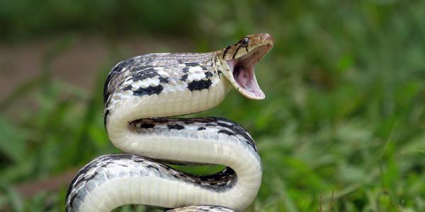 snake opening mouth