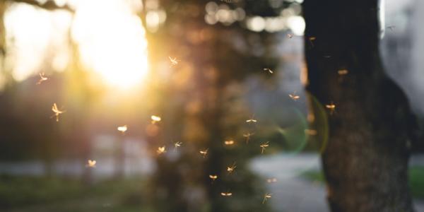 mosquitoes flying around