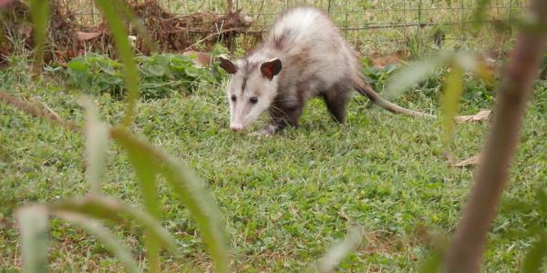 opossum walking in a yard
