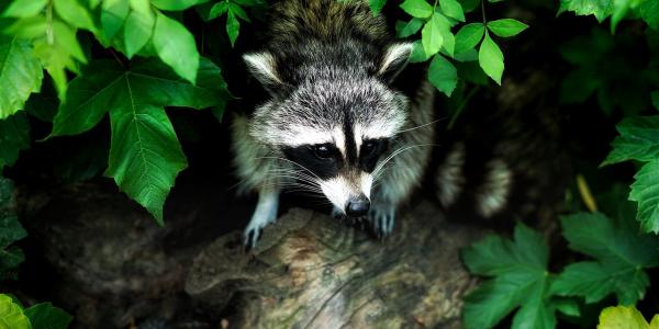 Raccoon Sitting In Tree