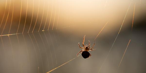Small Spider in Big Spiderweb